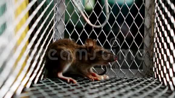 一只老鼠在金属陷阱里吃东西视频的预览图