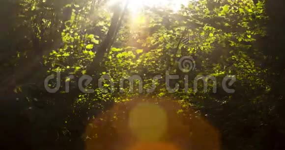 在日落时分记录太阳和光在树枝后面的运动的时间推移视频视频的预览图