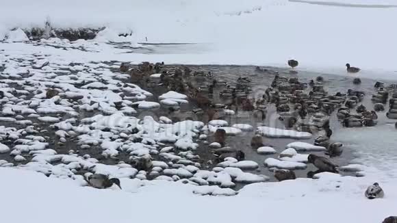 鸭在雪下的城市公园的池塘里的冰中溅起了水花视频的预览图