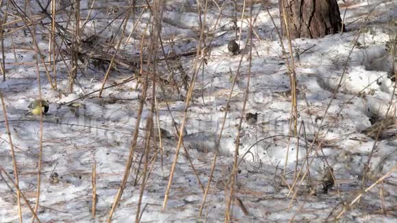 一群常见的红雀和大山雀正在雪地上寻找食物视频的预览图