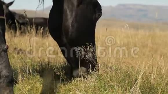 在一个阳光明媚的秋天一匹黑色家马在山间草地上吃草马场概念马口特写视频的预览图