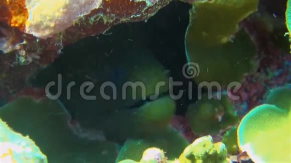 绿色的海鳗脸贴在五颜六色的珊瑚礁洞里看起来很危险视频的预览图