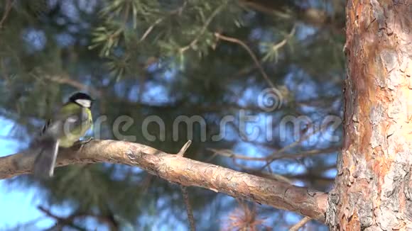 鸟大头鹦鹉在松枝上跳跃视频的预览图