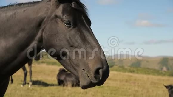 在一个阳光明媚的秋天一匹黑色家马在山间草地上吃草马场概念马口特写视频的预览图