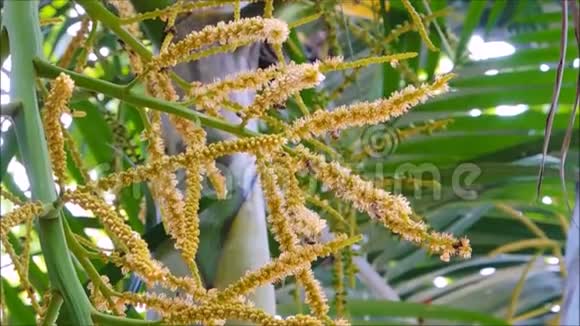 在泰国热带植物园的一个夏天一群蜜蜂围绕着黄色的棕榈花Dypsis卢特斯肯斯飞来飞去视频的预览图