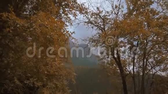 树木覆盖着黄色的秋叶背景是群山视频的预览图