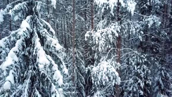 针叶树覆盖着白雪的野生公园视频的预览图