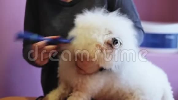 贴身女修复员梳理白色蓬松狗品种BichonFrize视频的预览图