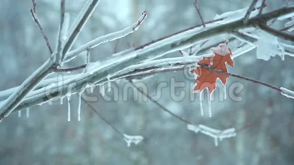 去年秋天雪中树枝上的叶子视频的预览图