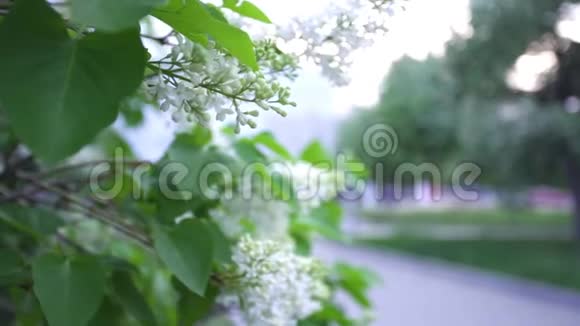 公园小径背景上的白色丁香花库存录像柏油背景下城市公园里白丁香盛开视频的预览图