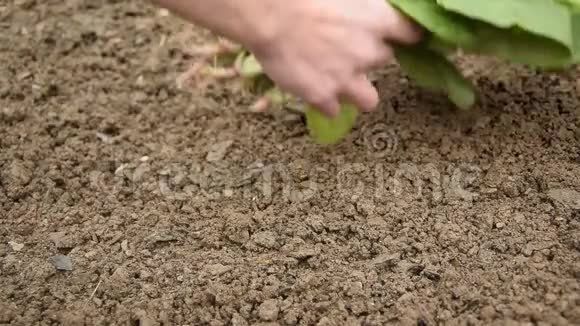 女人的手叶从土壤中收获新鲜菠菜视频的预览图