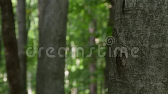 在森林里的一棵树后被吓坏的人躲着视频的预览图