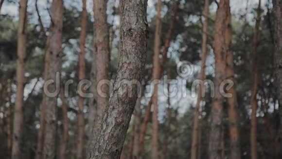 阳光明媚的一天棕色的树干在森林里视频的预览图