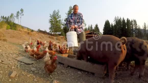 农民在农场喂猪和母鸡视频的预览图