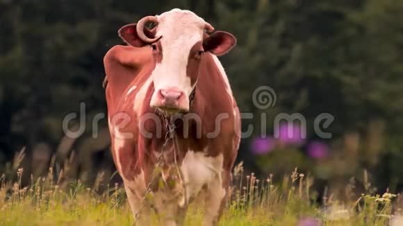 草地上的牛在草地上吃草农业背景绿色旅游理念健康的生活方式观念小型视频的预览图