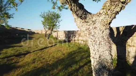 南茂城堡的杏仁树景观视频的预览图