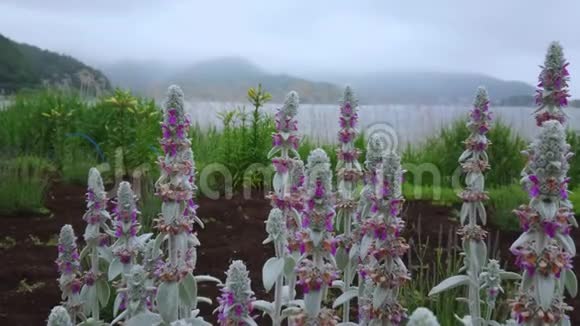 日本富士山川川子湖的鲜花视频的预览图