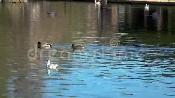 西班牙巴塞罗那市中心的尼斯湖视频的预览图