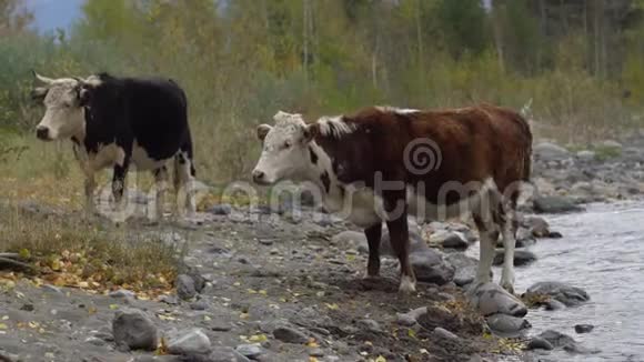 一个夏天两头牛在岩岸上沿着山河散步视频的预览图