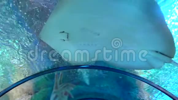 鱼黄貂鱼漂浮在清澈的蓝色水中靠近大型水族馆水下场景箭鱼和鱼类视频的预览图