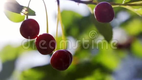 红樱桃果在夏日花园的风中摇曳视频的预览图