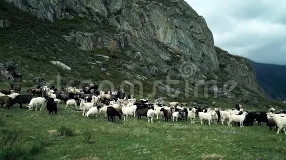 黑白山羊在石山的绿色草地上觅食视频的预览图