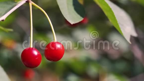 红樱桃果在夏日花园的风中摇曳视频的预览图