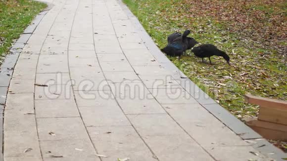 一家家黑鸭在公园的小路附近吃吃喝喝视频的预览图