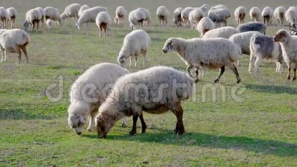 牧场上一片牧场上羊群放牧的羊群视频的预览图