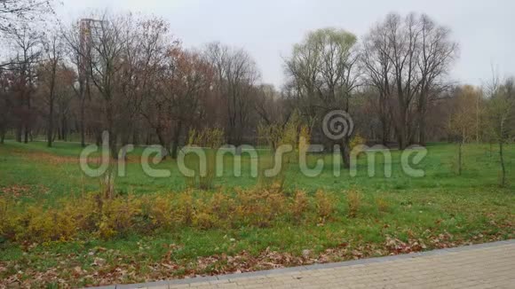 秋天公园的景色绿草如茵树木无叶视频的预览图