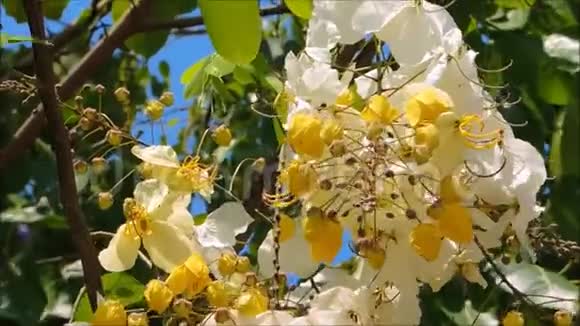 一种黄白色的花开在花枝上绿叶在温暖的春风中摇曳视频的预览图