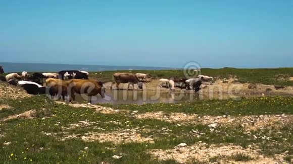 牛羊在田里吃草喝水视频的预览图