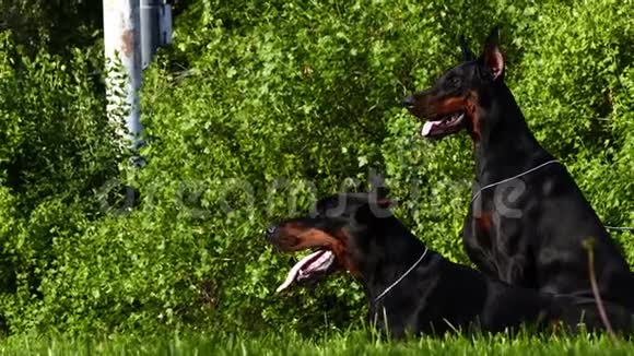 两只大黑狗在户外视频的预览图