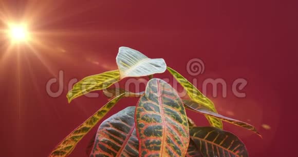 鳕鱼植物生长的时间间隔向太阳升起叶子进化概念神奇的春天时光复兴红色的视频的预览图