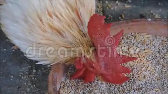 一只雄性鸡近距离吃水稻视频的预览图