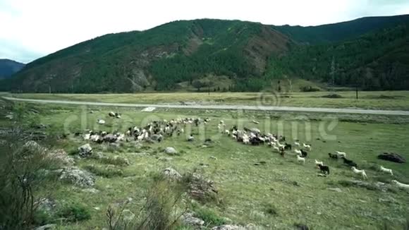 山地山羊在草地上奔跑森林覆盖的山脉和道路在背景上视频的预览图