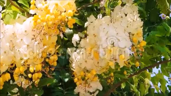 一种黄白开的花开在枝上绿叶在温暖的春风中摇曳视频的预览图