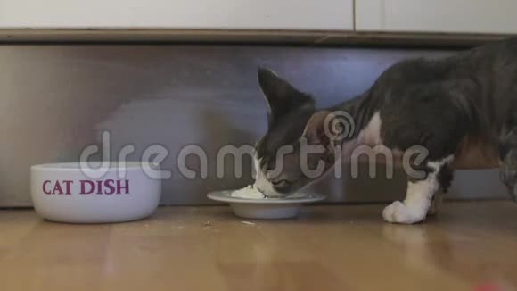猫德文雷克斯吃食物视频的预览图