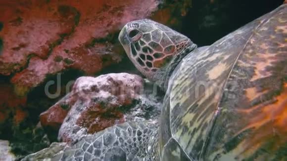 绿海龟或海龟或太平洋绿海龟头在珊瑚礁中关闭视频的预览图