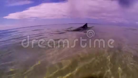 海豚游泳在水面上近距离玩耍嬉戏的澳洲驼背海豚视频的预览图