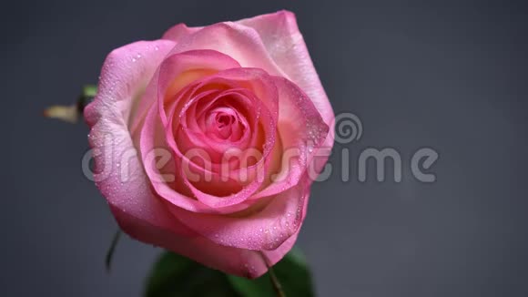近景从上到下的浅粉色玫瑰花瓣上有雨滴背景在黑暗中隔绝视频的预览图