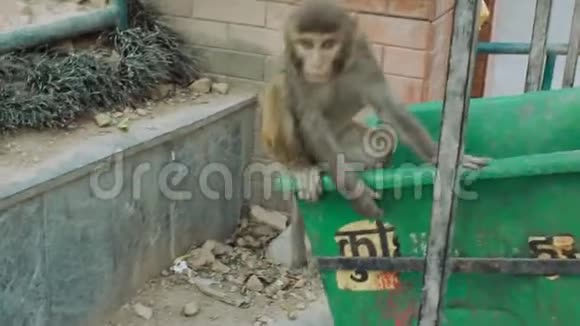 猴子从垃圾桶跳到栅栏上视频的预览图