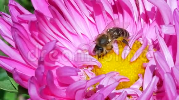 蜜蜜蜂收集粉红色米迦勒玛雏菊或紫星花的花粉视频的预览图