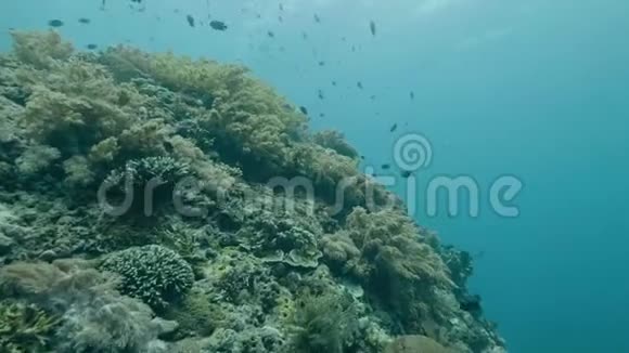 热带鱼在海底珊瑚礁附近游泳潜水员在深海潜水潜水员游过珊瑚和鱼类视频的预览图