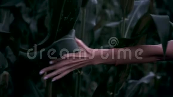 女孩的手接触玉米女孩穿过玉米地视频的预览图