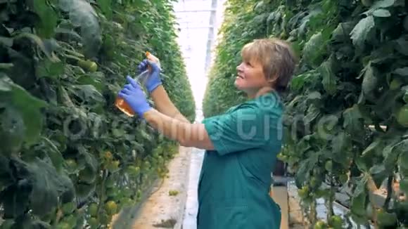开朗暖屋员工喷番茄植物视频的预览图