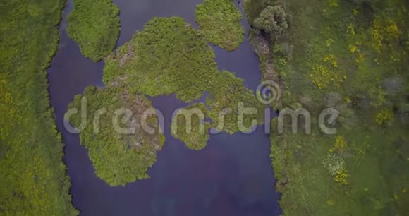 从芦苇峡谷俯瞰乡村湖草和绿湖群岛的空中钻探景观视频的预览图