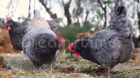 一群自由活动的母鸡在农家草地上吃谷物和玉米视频的预览图