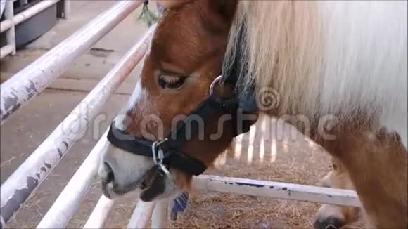 一匹可爱的棕色矮马在农场休息视频的预览图