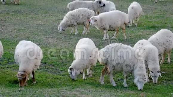 草地上羊群放牧的羊群视频的预览图